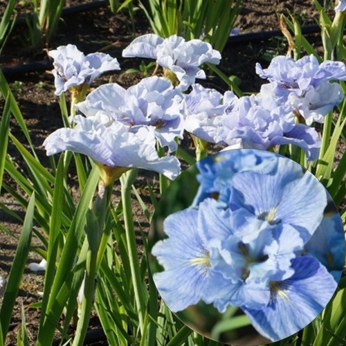 Iris sibirica 'Peacock Butterfly® Mission Bay' - Siberi iiris 'Peacock Butterfly® Mission Bay' C1/1L